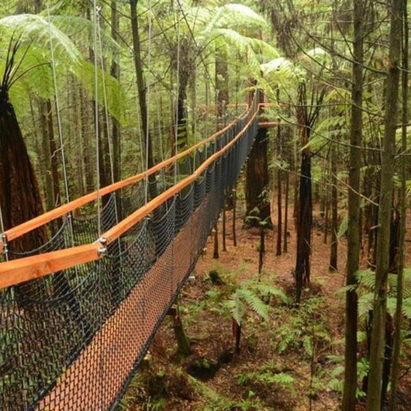 Redwoods Forest Walk, Whakarewarewa, Rotorua, NZ
