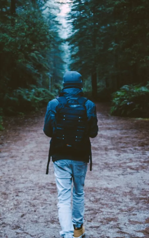Walking in Redwoods Forest in Rotorua, New Zealand